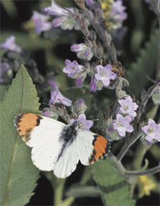 sara orangetip